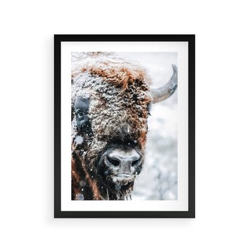Plakat w ramie 30x40 - Żubr w Krainie Śniegu - żubr, zima - rama czarna