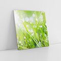Obraz na płótnie 50x50 - Delikatna trawa pokryta rosą - trawa, rosa