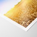 Plakat bez ramy 30x40 - Żyzne Pola - pole, pszenicy