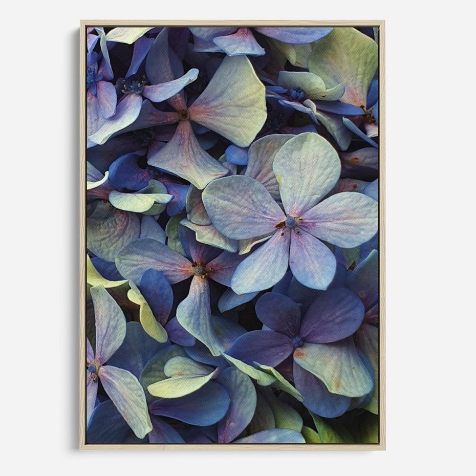 Obraz w ramie 80x120 - Hortensja - delikatność kwiatów - hortensja, kwiaty - rama drewno