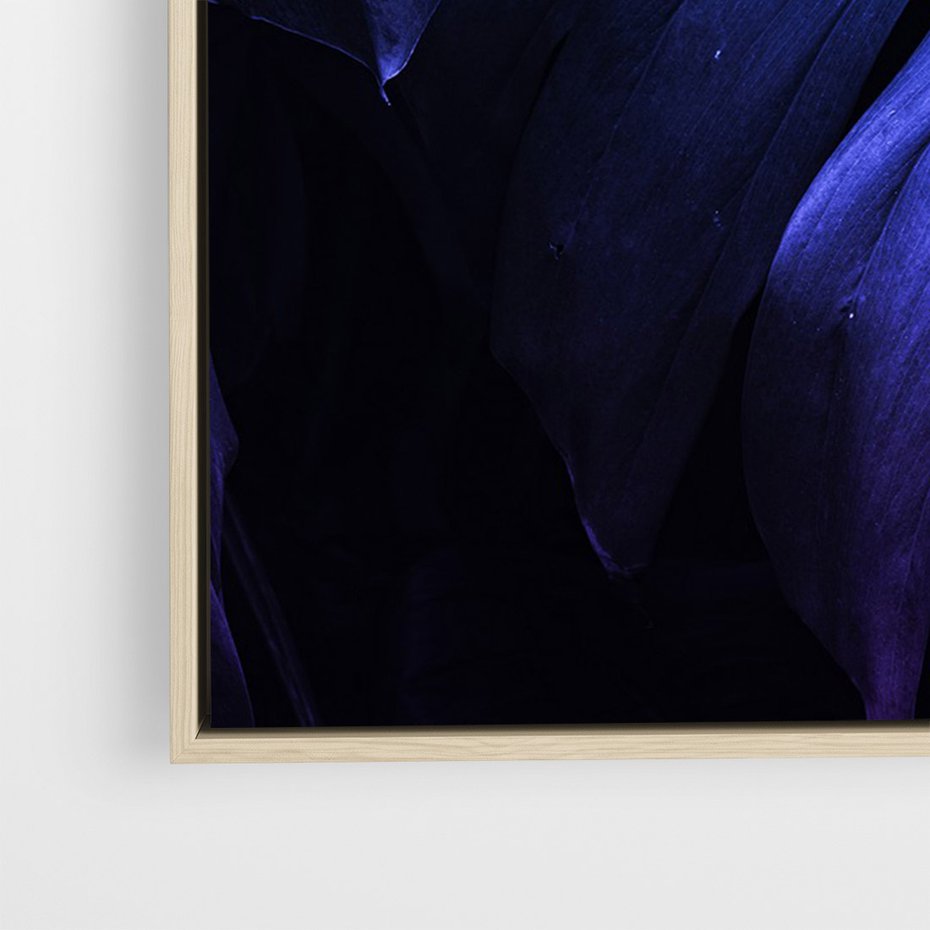 Obraz w ramie 70x100 - Mroczna Magia Dżungli - mroczna grafika, fioletowe liście monstery na czarnym tle - rama drewno