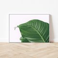 Obraz w ramie 70x50 - Zielone liście monstery - liście, monstera - rama biała