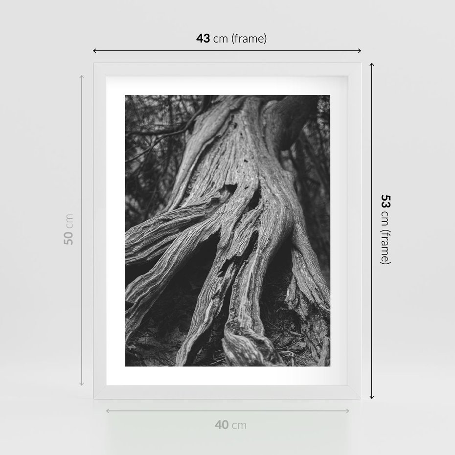 Plakat w ramie 40x50 - Siła Natury - czarno biała fotografia, korzenie wielkiego drzewa - rama biała