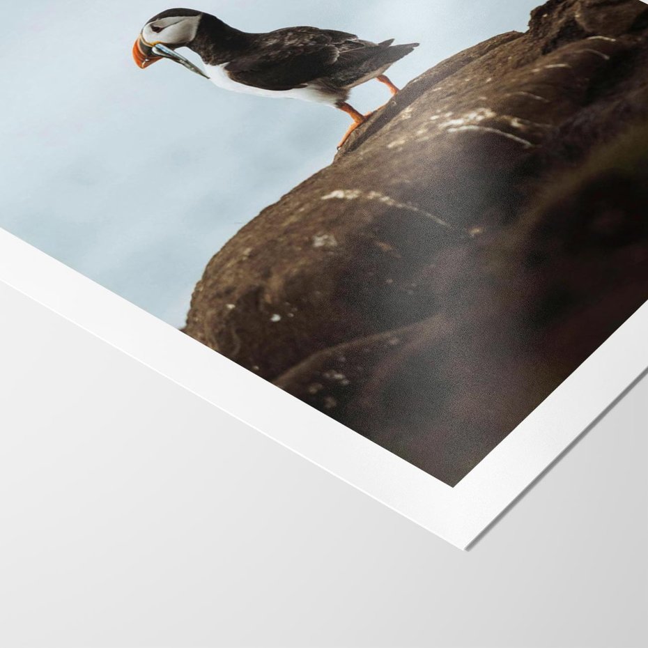 Plakat bez ramy 21x30 - Portret Ptaka Morskiego - maskonur, ptak