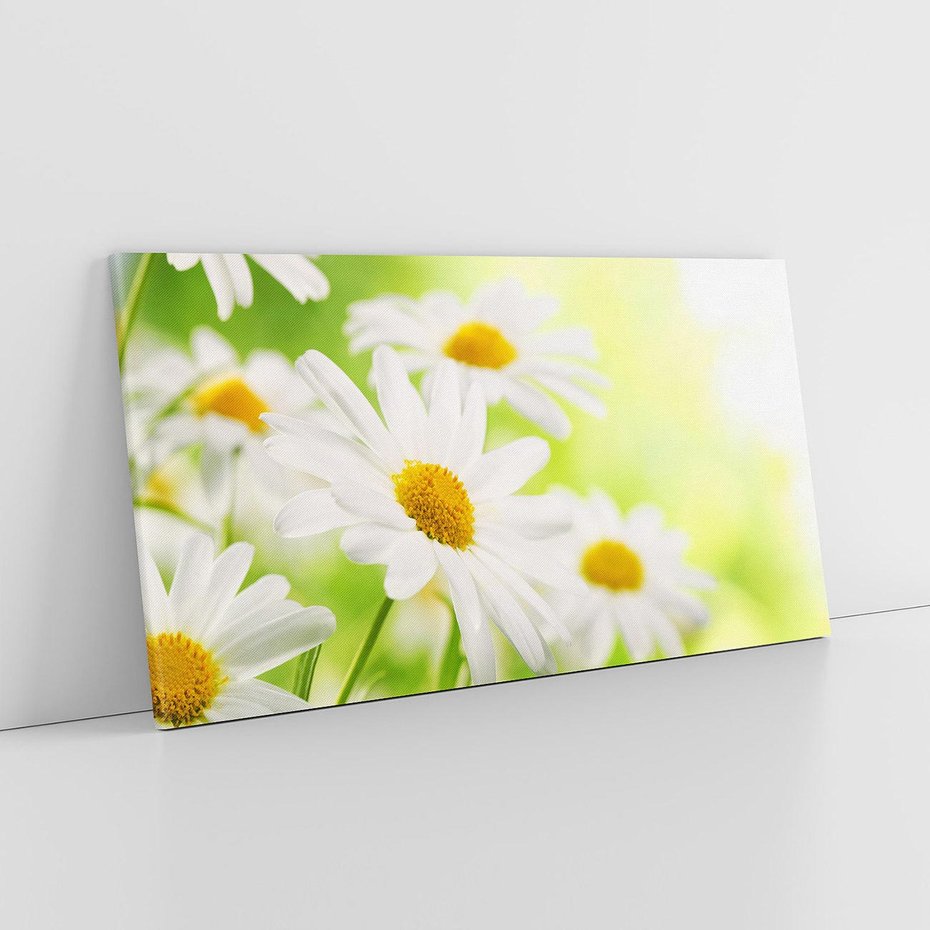 Obraz na płótnie 140x70 - Stokrotka: delikatność natury - stokrotka, kwiat