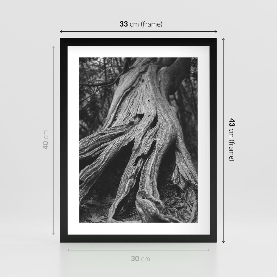 Plakat w ramie 30x40 - Siła Natury - czarno biała fotografia, korzenie wielkiego drzewa - rama czarna