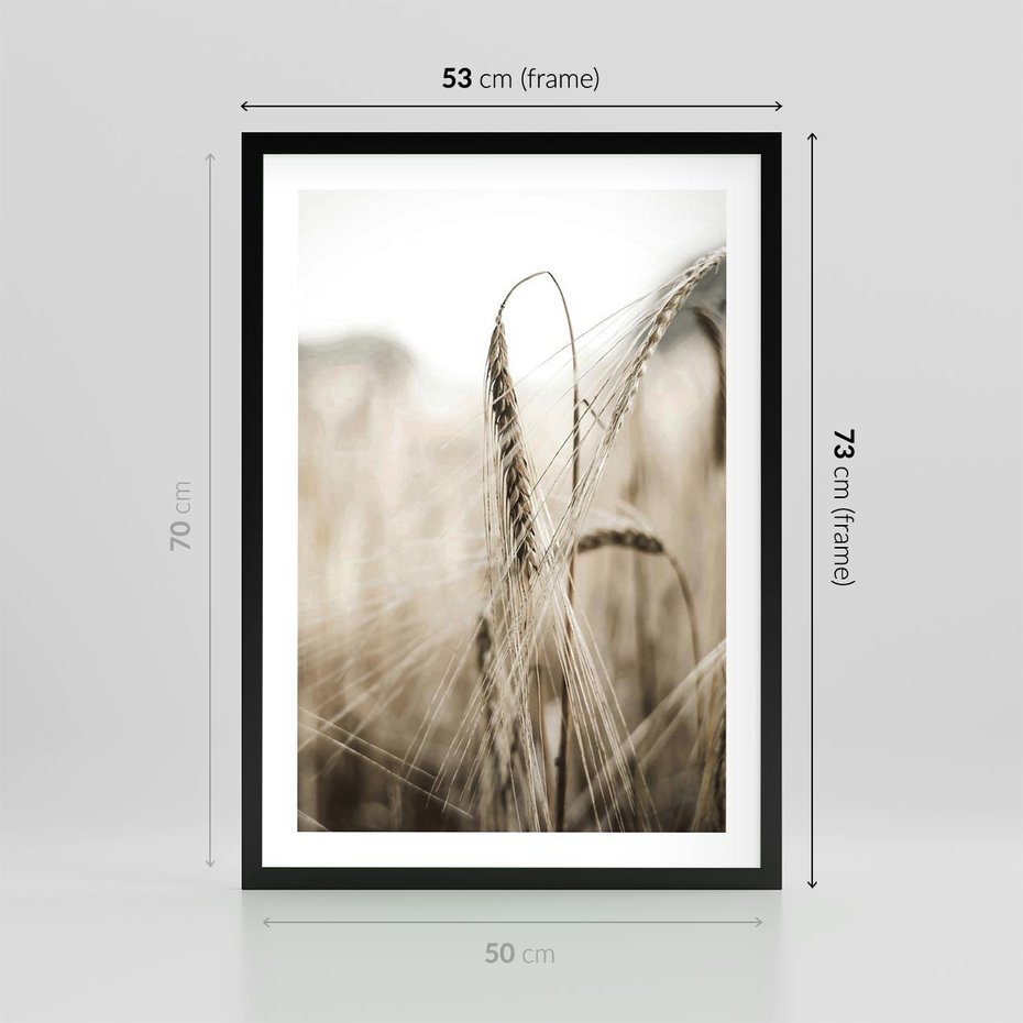 Plakat w ramie 50x70 - Kłosy Pszenicy w Sepii - zboże, kłos pszenicy - rama czarna
