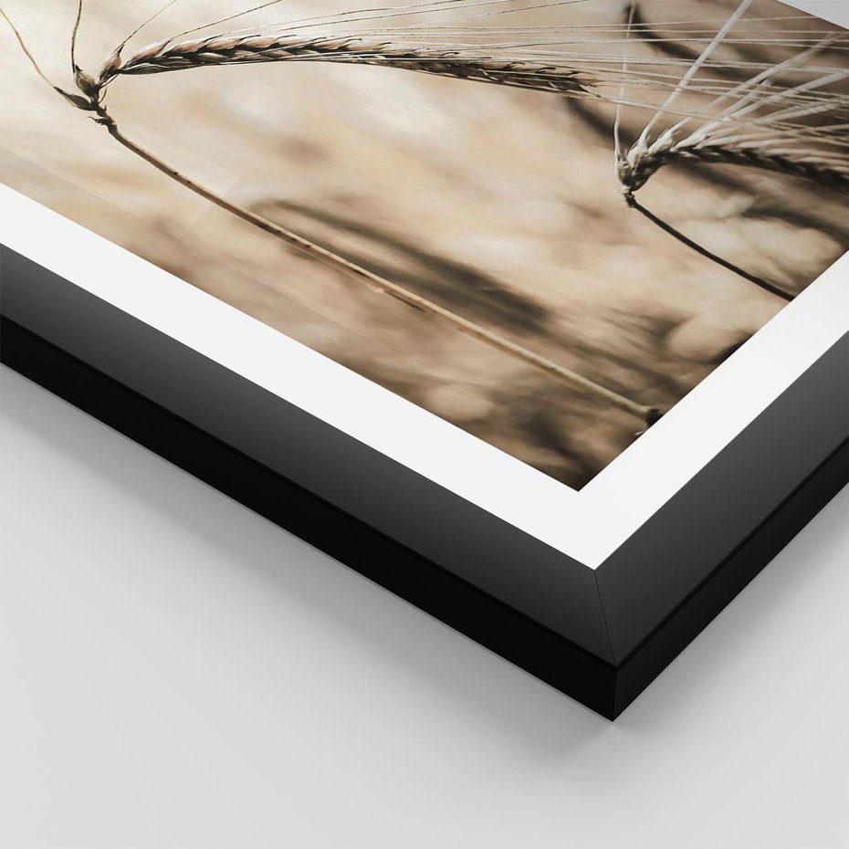 Plakat w ramie 40x50 - Źdźbło Pszenicy: Blisko Natury - źdźbło pszenicy, pszenica - rama czarna