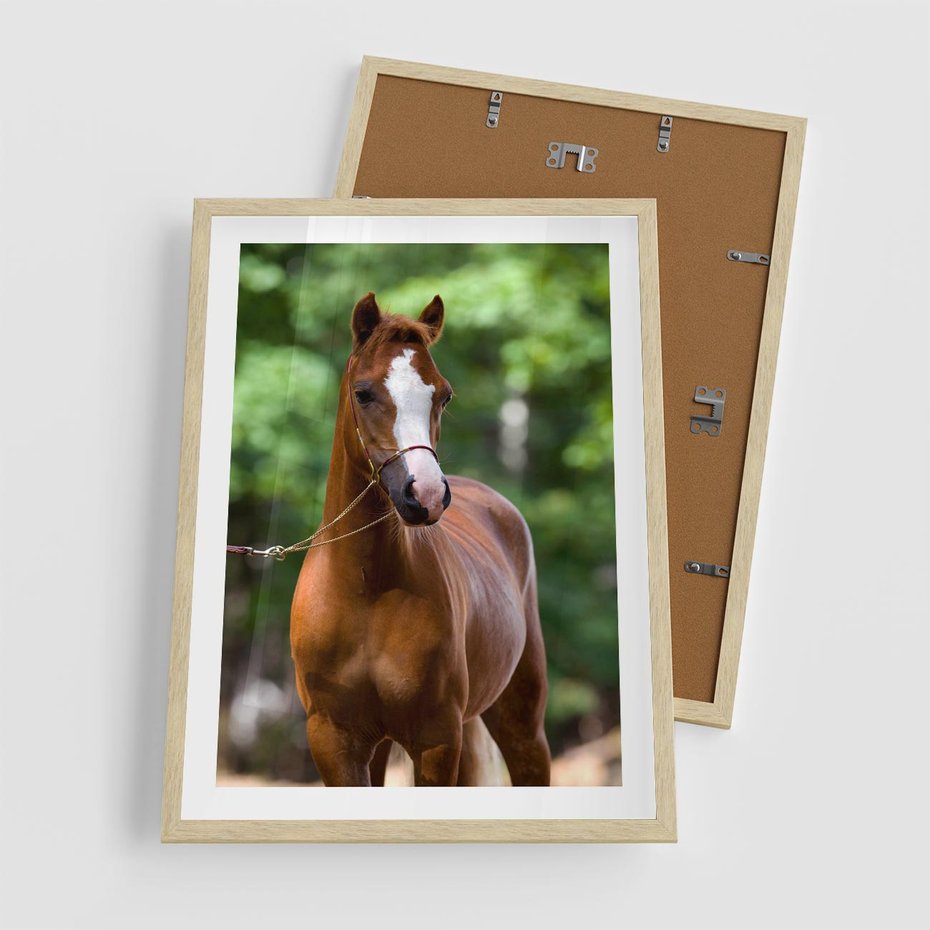 Plakat w ramie 50x70 - Portret Szlachetnego Konia - koń, portret - rama drewno