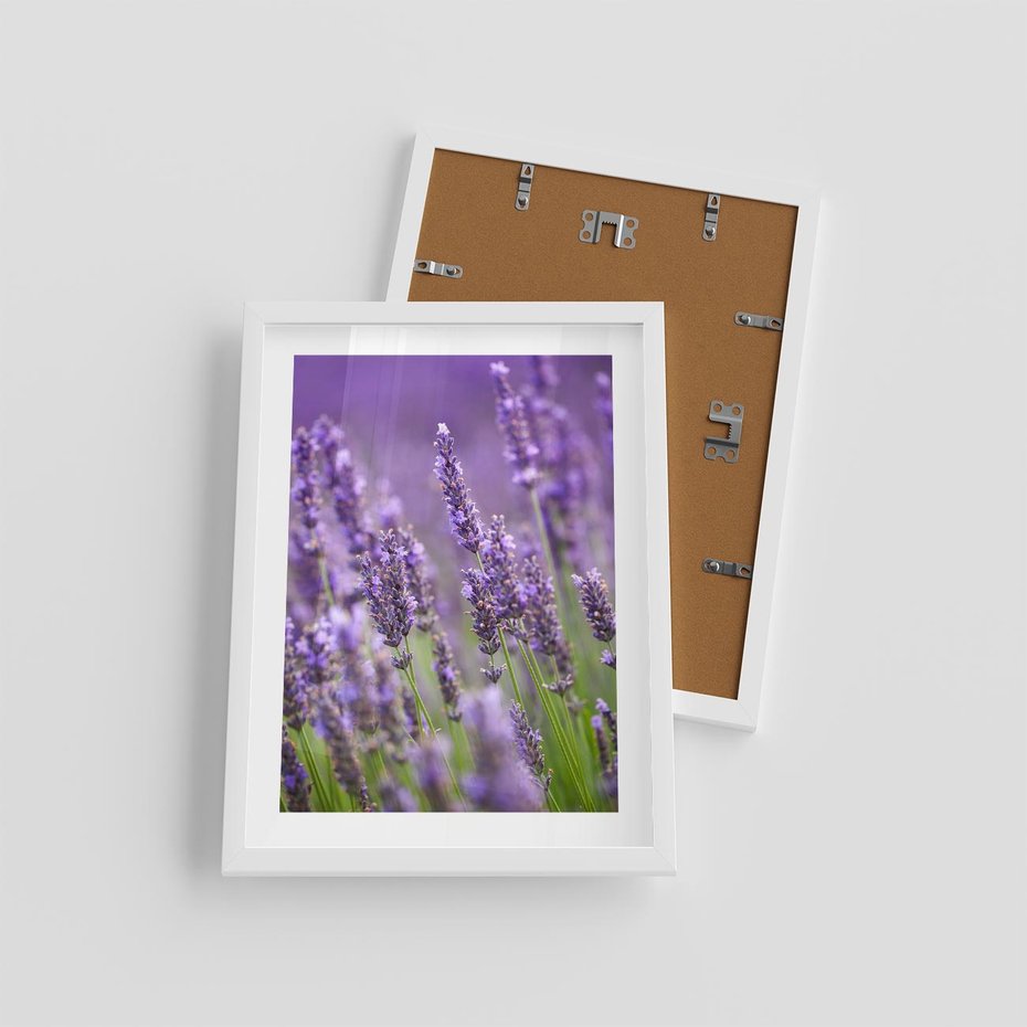 Plakat w ramie 30x40 - Urok lawendy - lawenda, kwiaty - rama biała