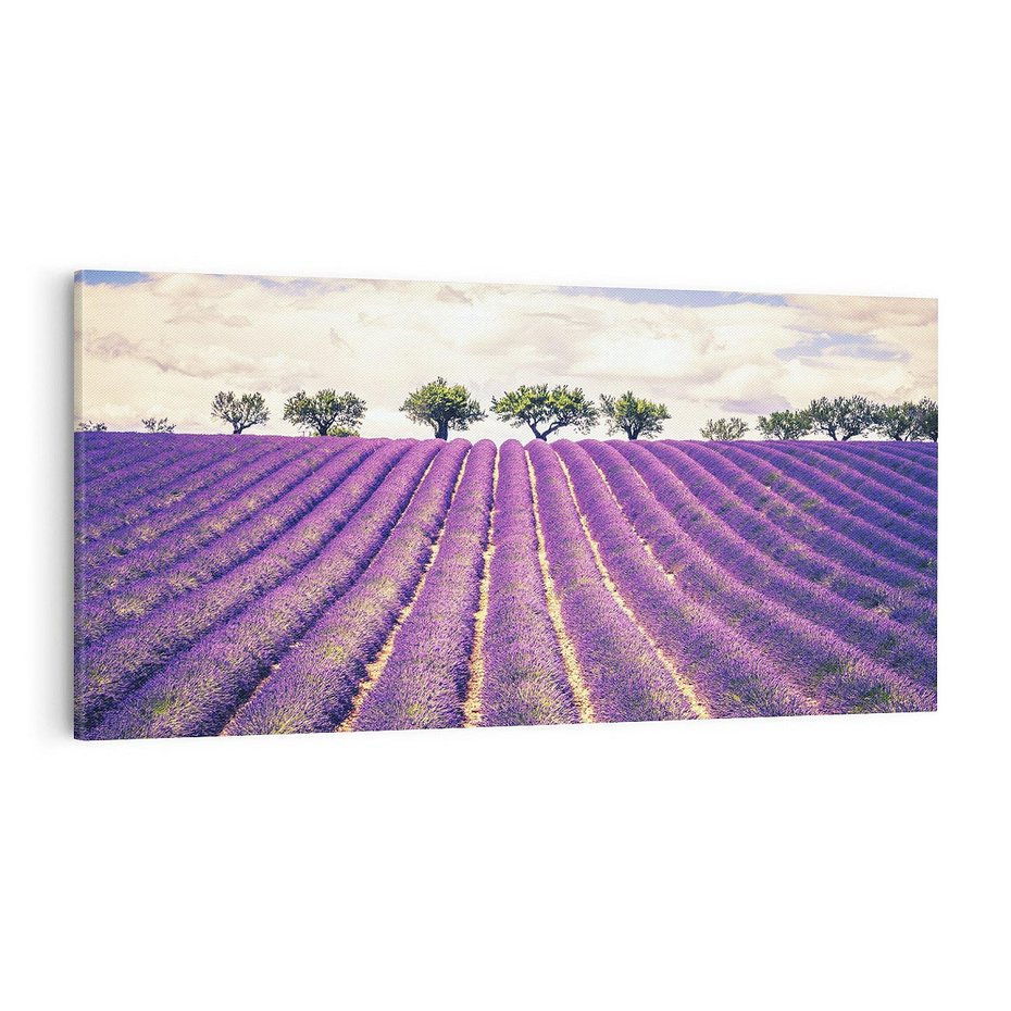 Obraz na płótnie 100x50 - Uroda Lawendy: Kwiatowy Cud Natury - lawenda, kwiaty
