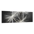 Obraz na płótnie 90x30 - Delikatność dmuchawców zbliżenie - dmuchawce, zbliżenie