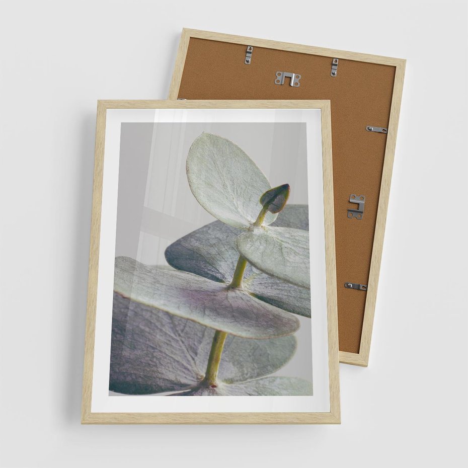 Plakat w ramie 50x70 - Zbliżenie Liści Eukaliptusa - eukaliptus, zbliżenie - rama drewno