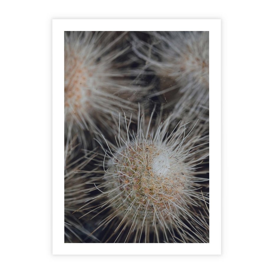 Plakat bez ramy 21x30 - Ulotna Piękność Natury - makro, dmuchawce