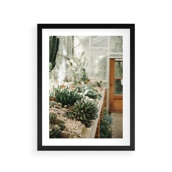 Plakat w ramie 40x50 - Sukulenty w Szklarni - sukulenty, w szklarni - rama czarna