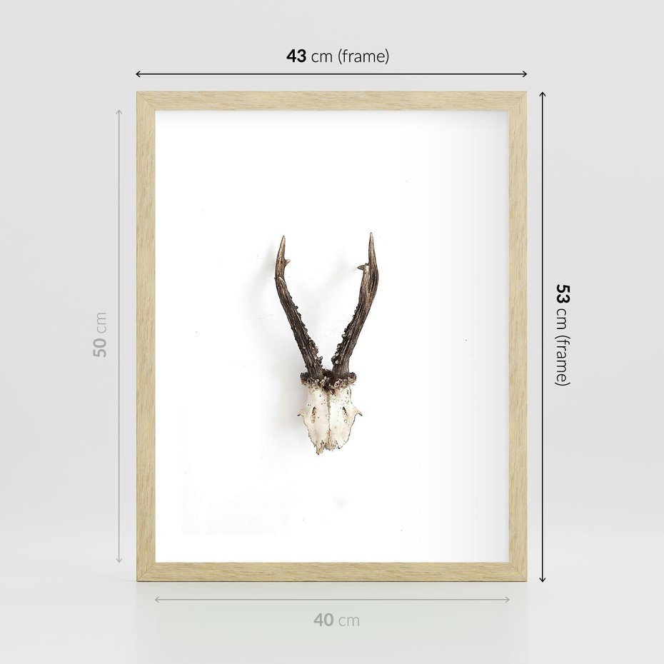 Plakat w ramie 40x50 - Minimalistyczne Poroże Jelenia - poroże jelenia na ścianie, minimalizm - rama drewno