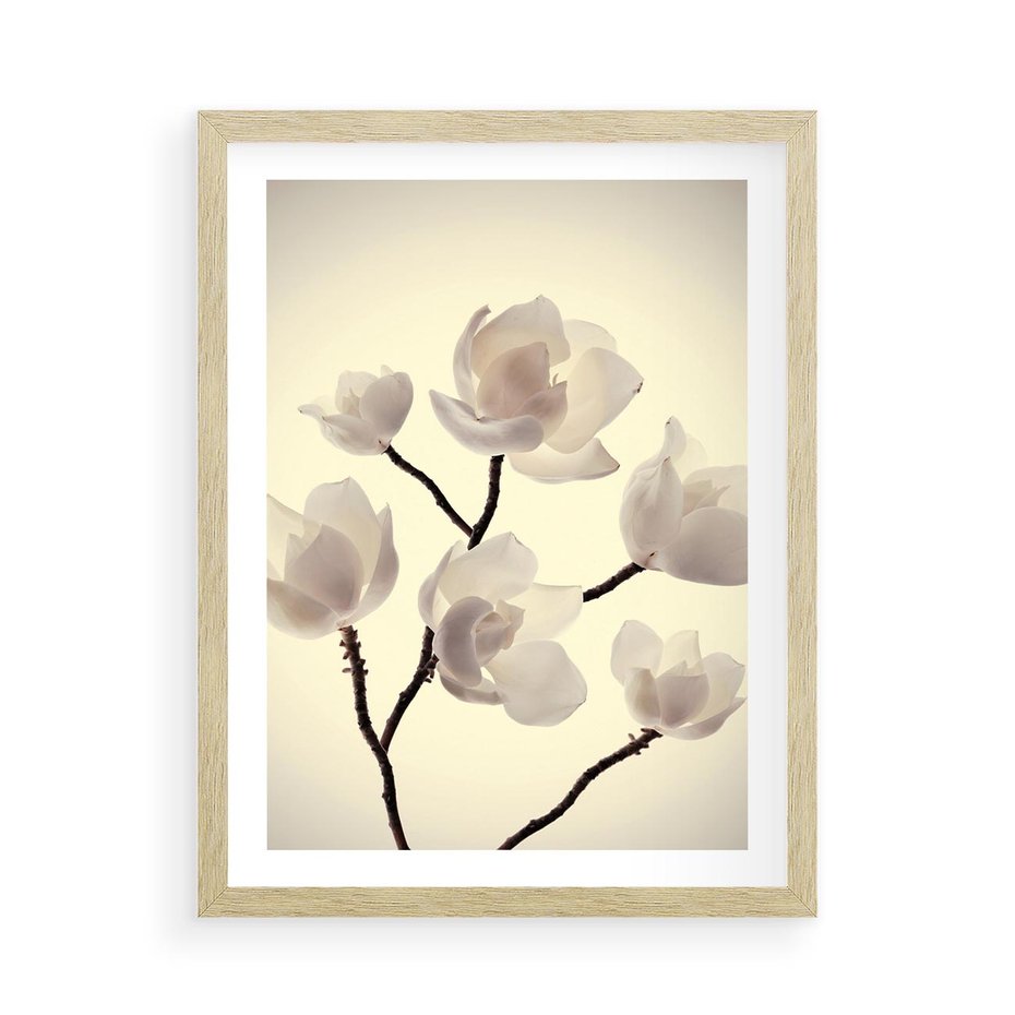 Plakat w ramie 50x70 - Elegancja Natury - magnolia, białe - rama drewno
