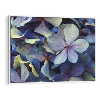 Obraz w ramie 120x80 - Hortensja - delikatność kwiatów - hortensja, kwiaty - rama biała