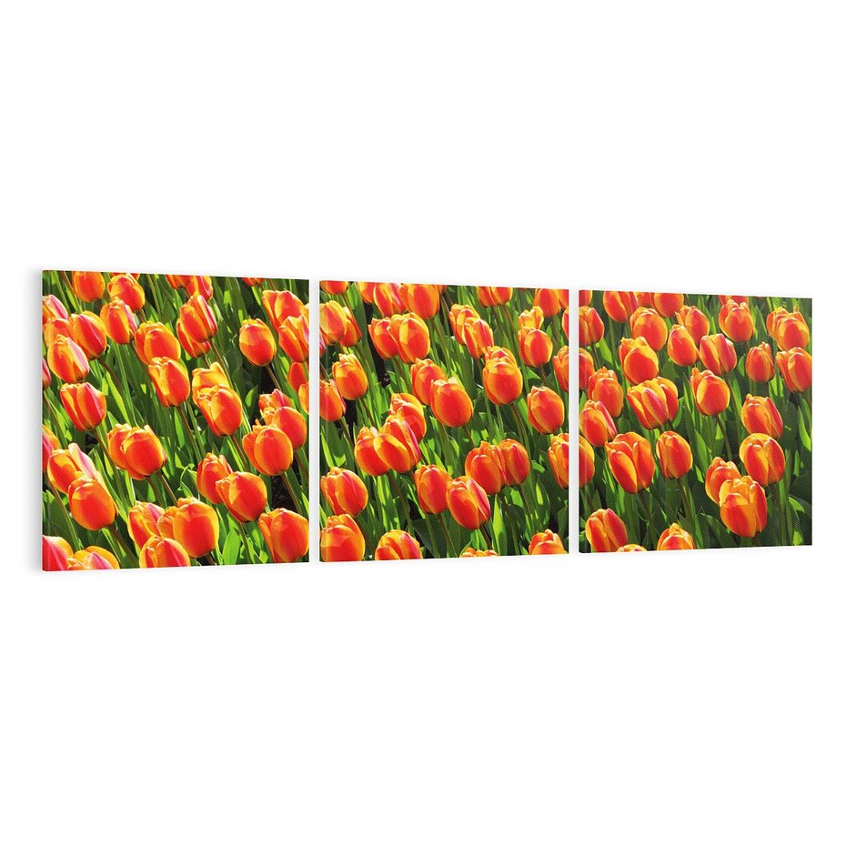 Obraz na płótnie 150x50 - Tulipanowa eksplozja - tulipany, kwiaty