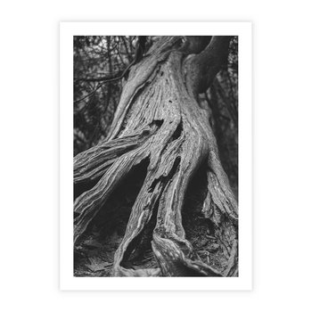 Plakat bez ramy 40x50 - Siła Natury - czarno biała fotografia, korzenie wielkiego drzewa