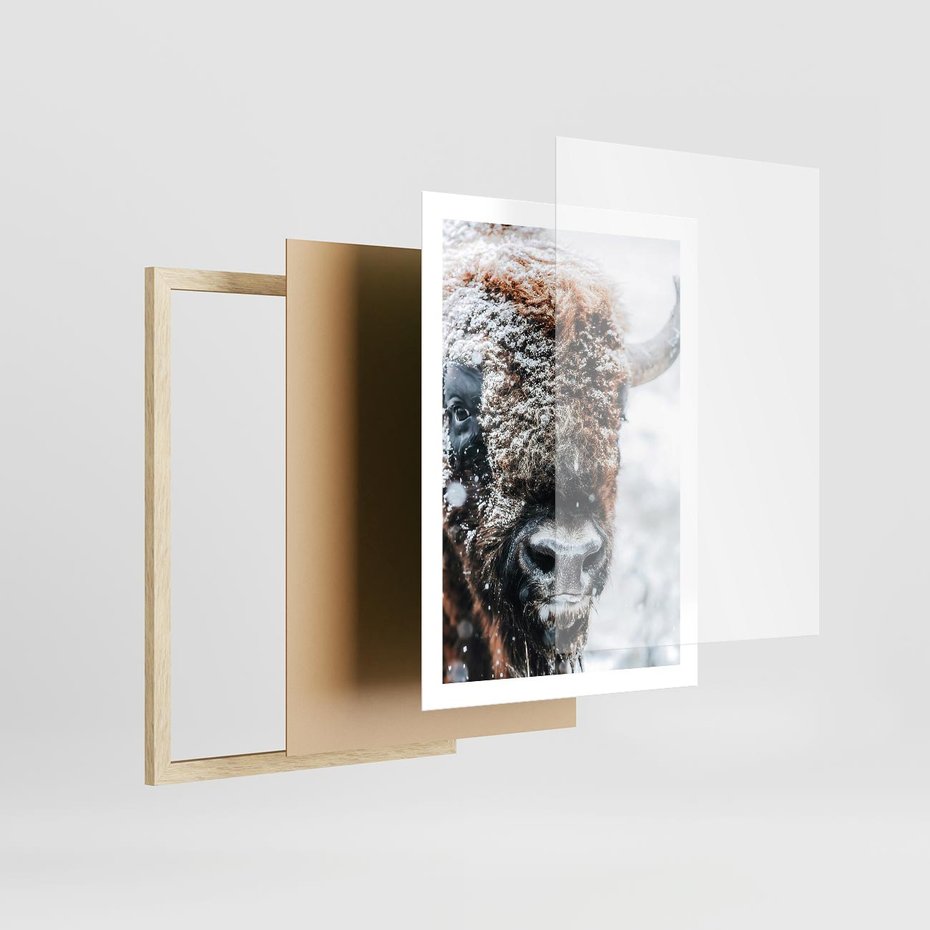 Plakat w ramie 50x70 - Żubr w Krainie Śniegu - żubr, zima - rama drewno