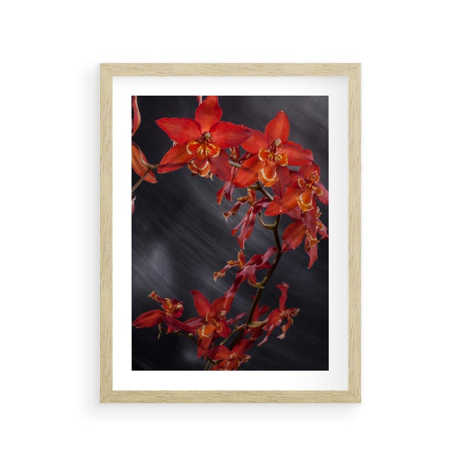 Plakat w ramie 30x40 - Kolorowy Raj - kwiaty, tropikalne - rama drewno