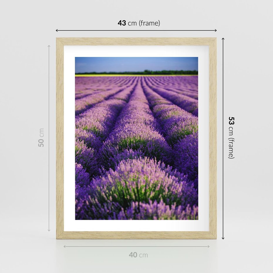 Plakat w ramie 40x50 - Malownicze Pole Lawendy - lawenda, pole - rama drewno