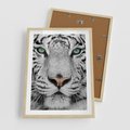 Plakat w ramie 50x70 - Magia Białego Tygrysa - biały, tygrys - rama drewno