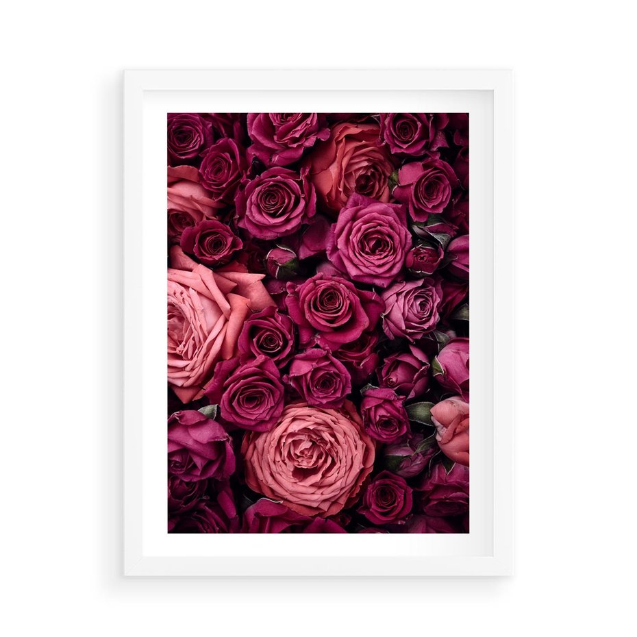 Plakat w ramie 50x70 - Róże - piękno kwiatów - róże, kwiaty - rama biała
