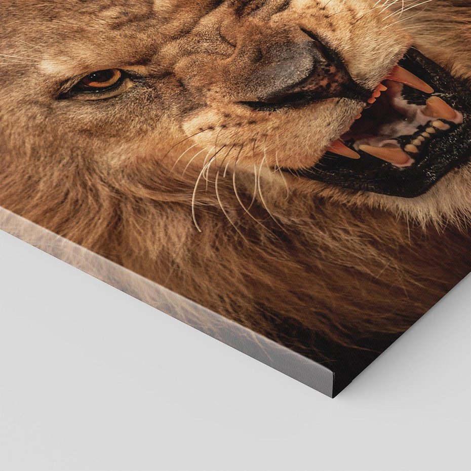 Obraz na płótnie 80x80 - Władca Sawanny - lew, sawanna