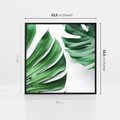 Obraz w ramie 50x50 - Monstera - Liście Kwiaty - monstera, liście - rama czarna