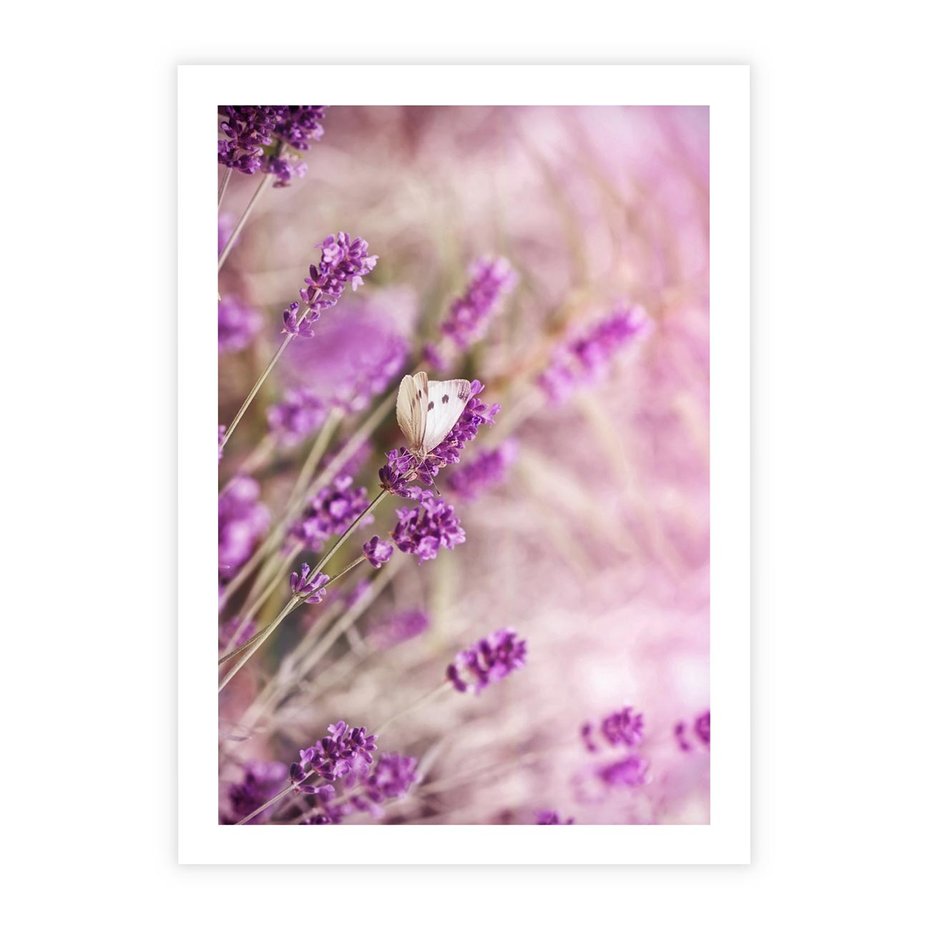 Plakat bez ramy 30x40 - Majestat lawendy: fioletowe pola - lawenda, fiolet