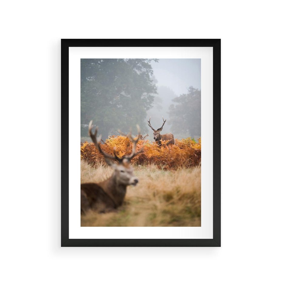 Plakat w ramie 30x40 - Malownicza Harmonia - jelenie, jesień - rama czarna