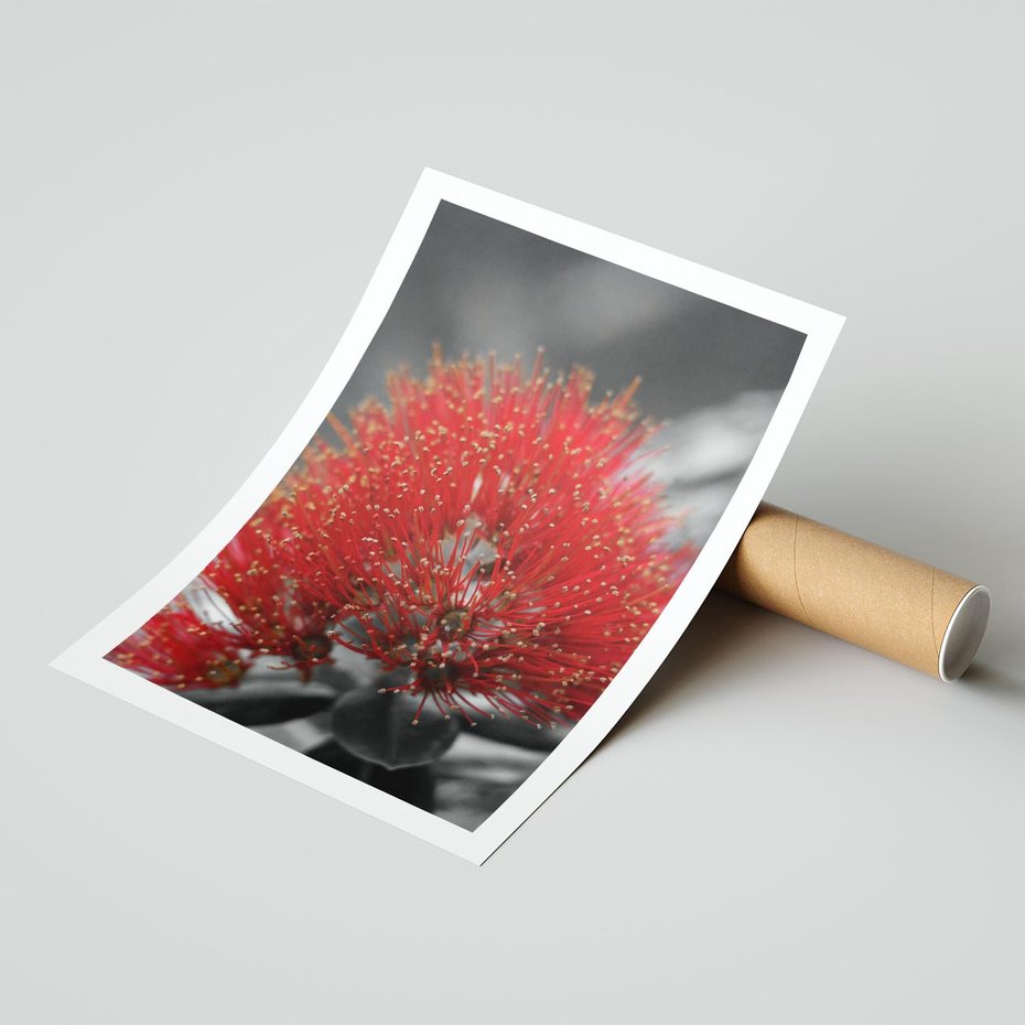 Plakat bez ramy 50x70 - Ukwiał na rafie koralowej - ukwiał, rafa