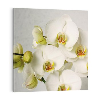 Obraz na płótnie 40x40 - Elegancka uroda orchidei - orchidea, kwiaty