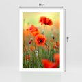 Plakat bez ramy 21x30 - Makowa Pasja - maki, kwiaty