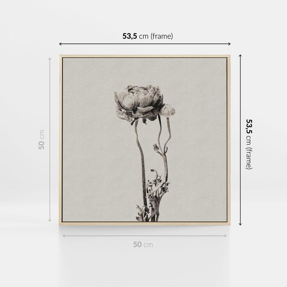 Obraz w ramie 50x50 - Cień Kwiatowej Delikatności - kwiat, cień - rama drewno