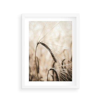 Plakat w ramie 40x50 - Źdźbło Pszenicy: Blisko Natury - źdźbło pszenicy, pszenica - rama biała