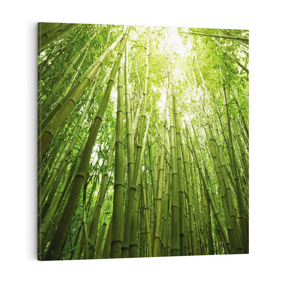 Obraz na płótnie 70x70 - Siła Natury - drzewa, las