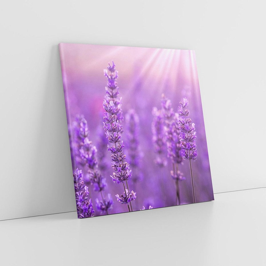 Obraz na płótnie 30x30 - Fioletowa harmonia lawendy - lawenda, fiolet