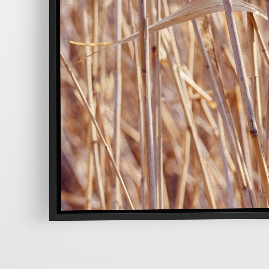 Obraz w ramie 70x50 - Mistrzowskie suche trawy - suche, trawy - rama czarna