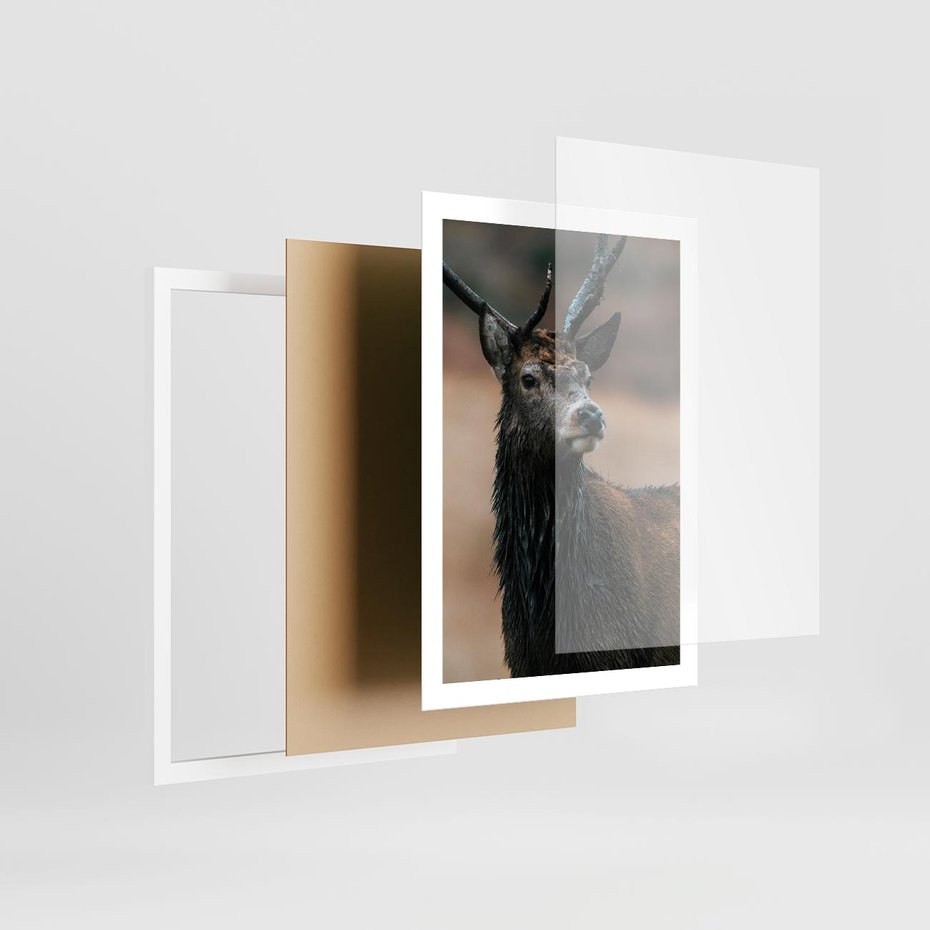 Plakat w ramie 50x70 - Spokojny jeleń - jeleń, las - rama biała