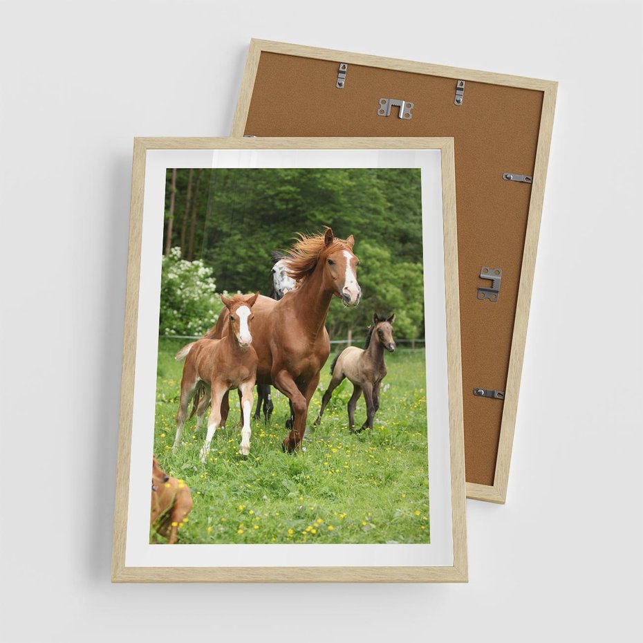 Plakat w ramie 50x70 - Galopujące konie - konie, galop - rama drewno