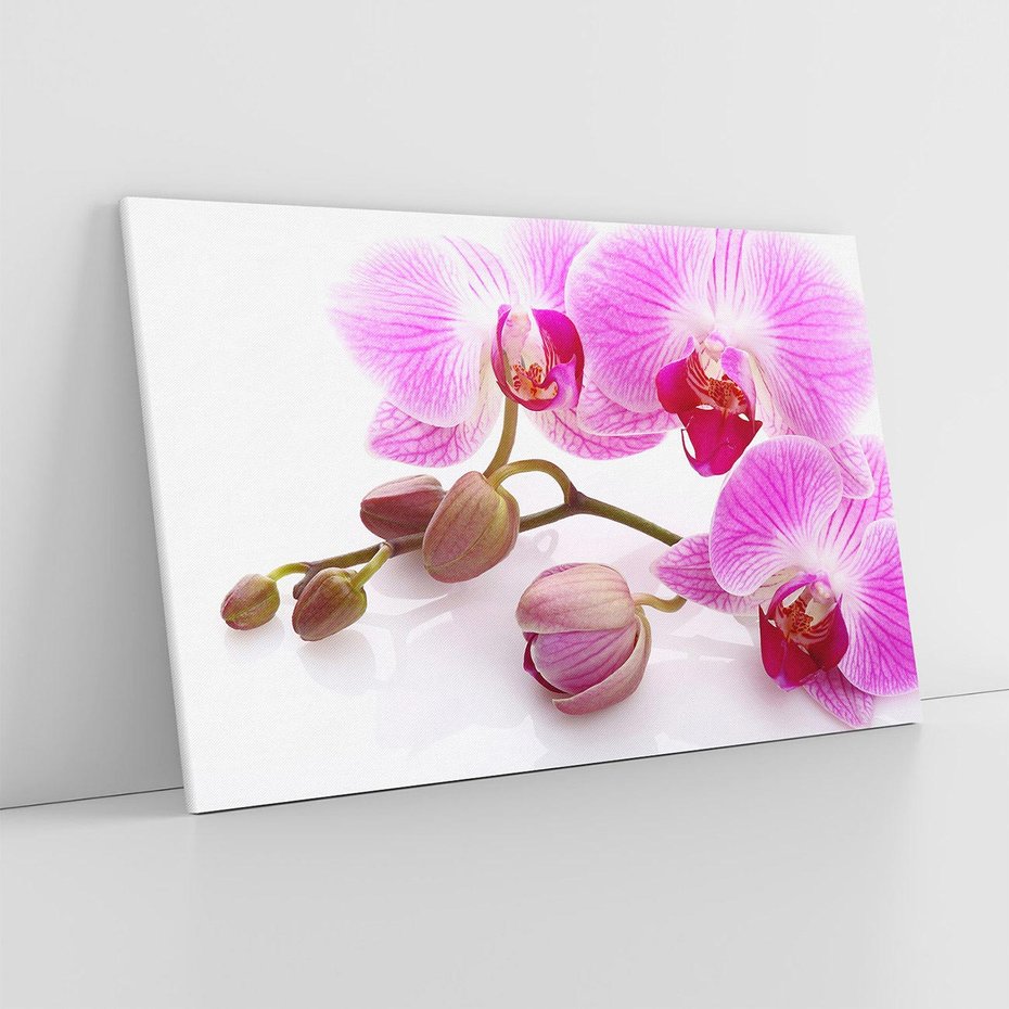Obraz na płótnie 100x70 - Elegancka orchidea w pełnym rozkwicie - orchidea, kwiat