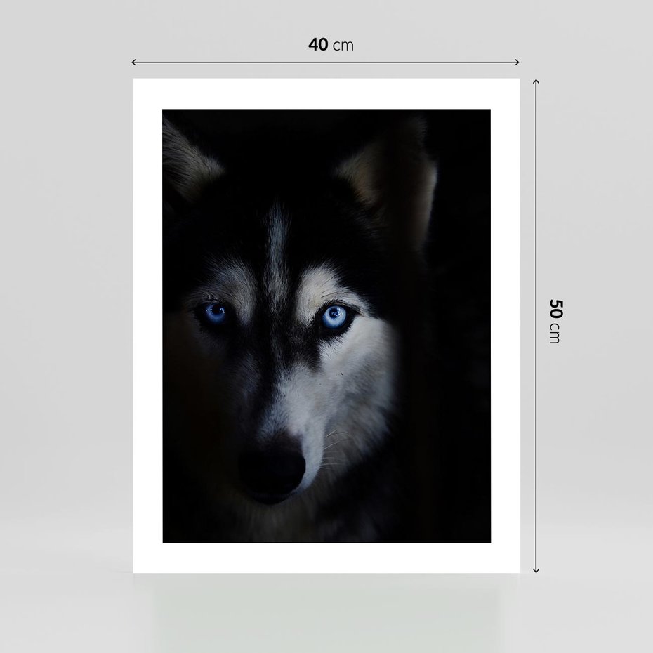 Plakat bez ramy 40x50 - Wilk i husky: siła przyjaźni - wilk, husky