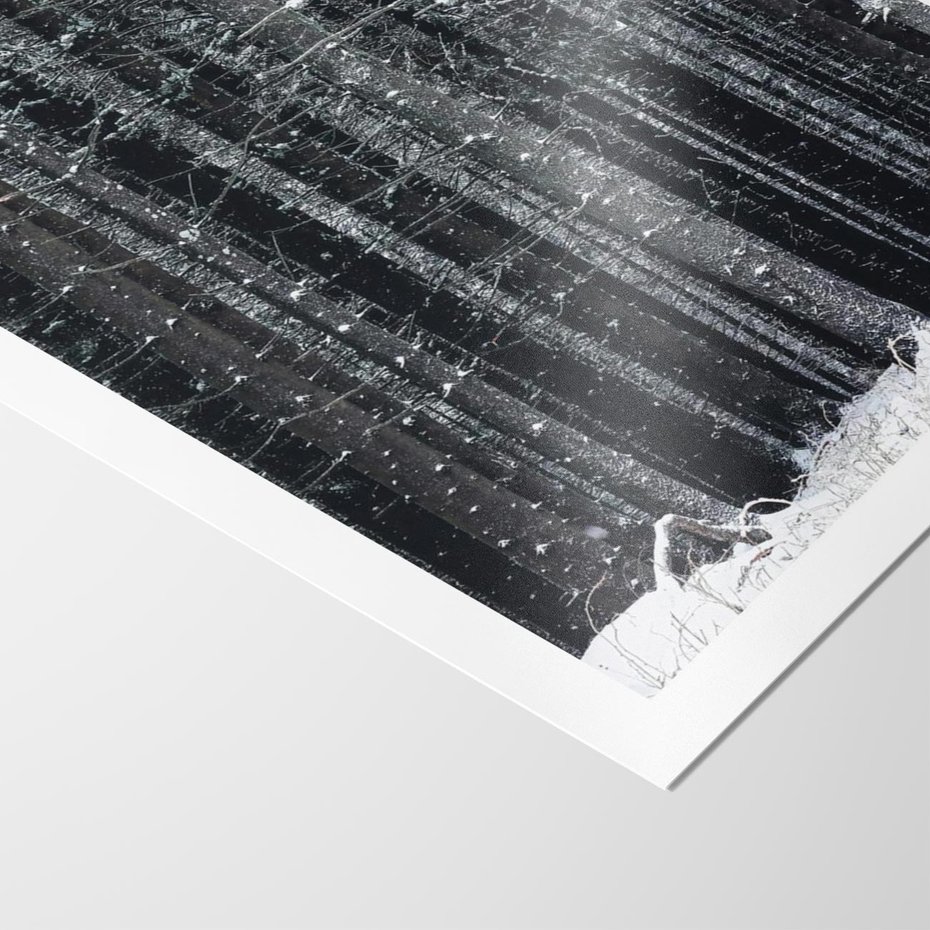 Plakat bez ramy 50x70 - Leśna Cisza: Malowniczy Pejzaż Zimą - las zimą, ośnieżone pnie drzew