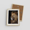 Plakat w ramie 30x40 - Władca Dzikiej Przyrody - lew, król - rama drewno
