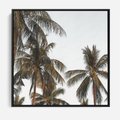Obraz w ramie 50x50 - Palmy - tęsknota za Hawajami - palmy, Hawaje - rama czarna
