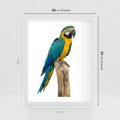 Plakat w ramie 40x50 - Kolorowa papuga w locie - papuga, ptak - rama biała