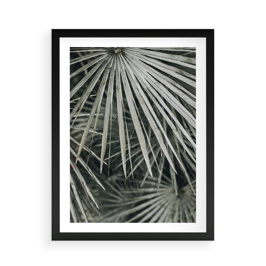 Plakat w ramie 50x70 - Ujęcie Tropikalnej Natury - palmy, liście palmy - rama czarna